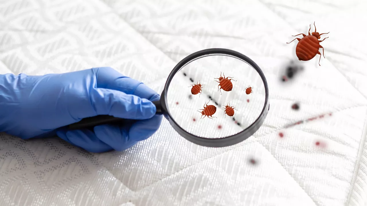 The spread of bedbugs on the bed. Black and bloody spots of bedbugs on the bed. Through a magnifying glass, a hand examines a mattress with insects. A type of domestic blood-sucking insect.
