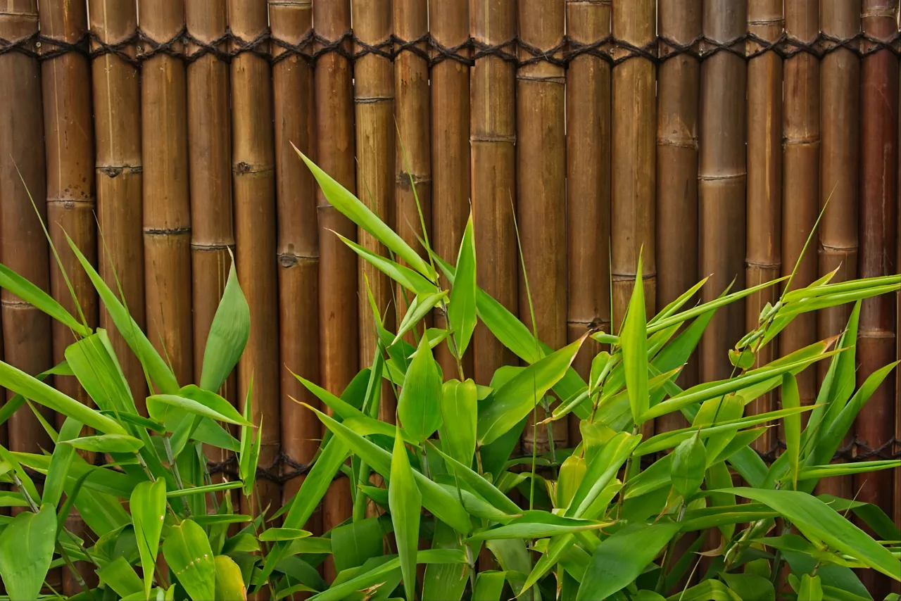 Tiger grass growing on a bamboo fence