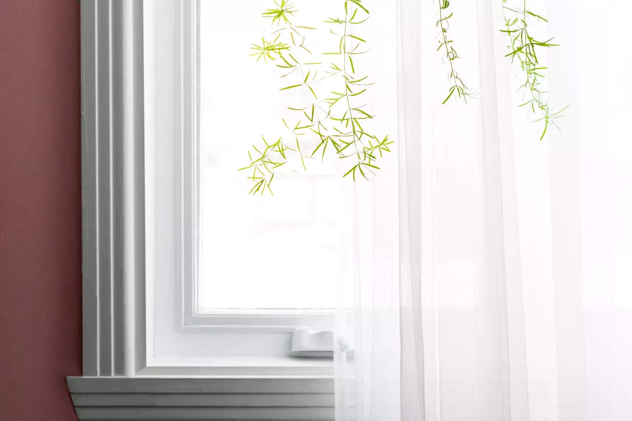 Part of the interior, green indoor plants by the window with a translucent white curtain.