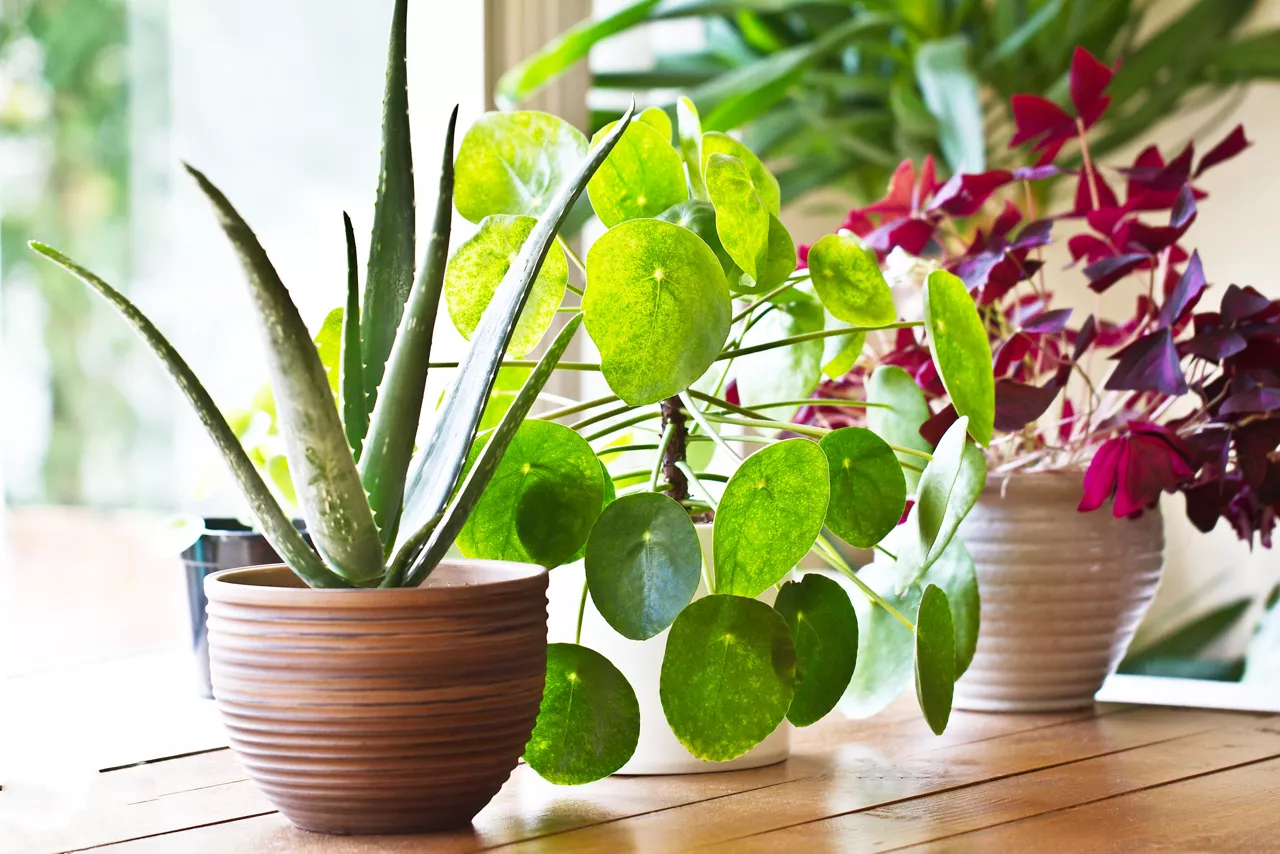 House plants display. Indoor plants in window