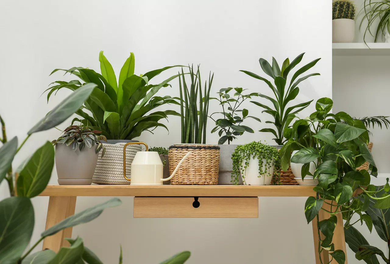 Many green potted houseplants on wooden table near white wall