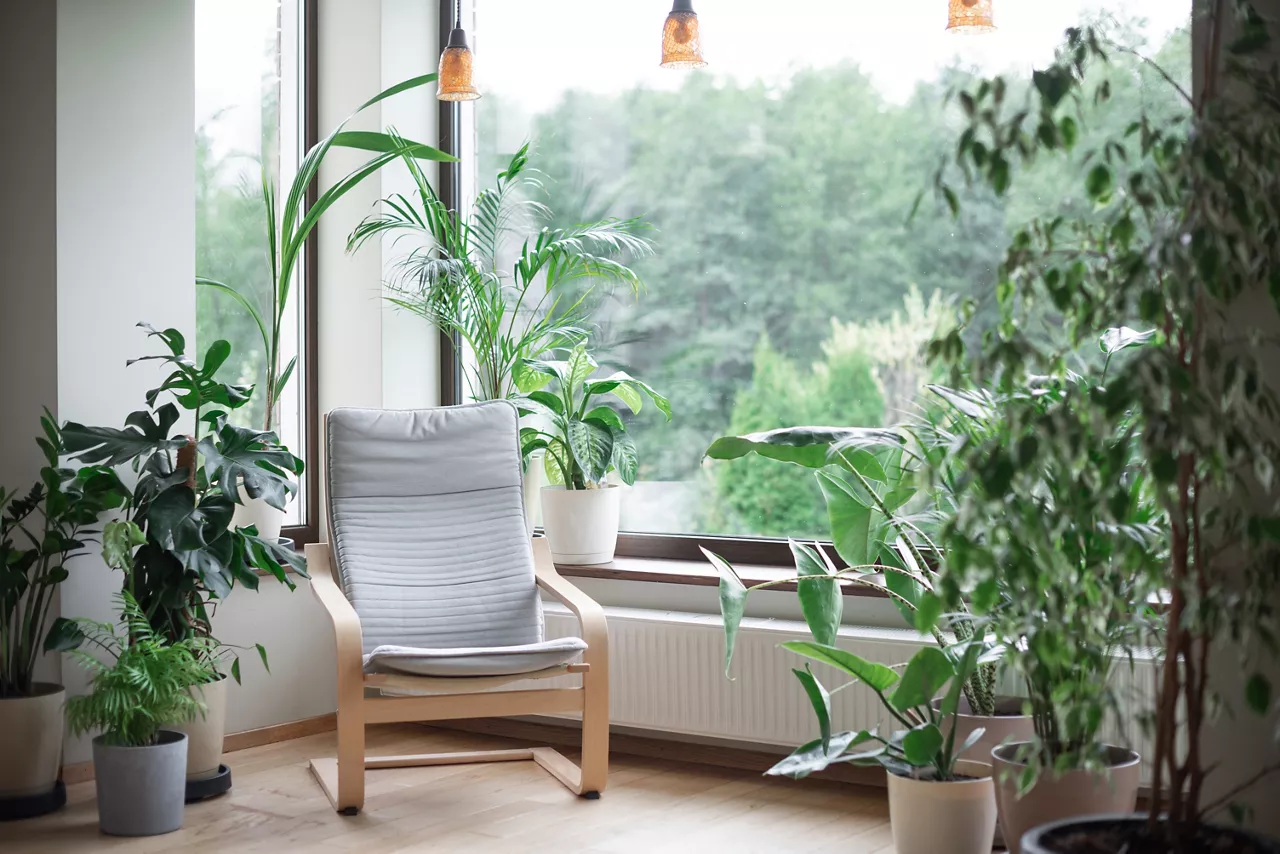 Grey armchair, indoor plants, monstera, palm trees. Urban jungle apartment. Biophilia design. Cozy tropical home garden. Home gardening. Gardening, hobby concept Eco friendly decor of living room