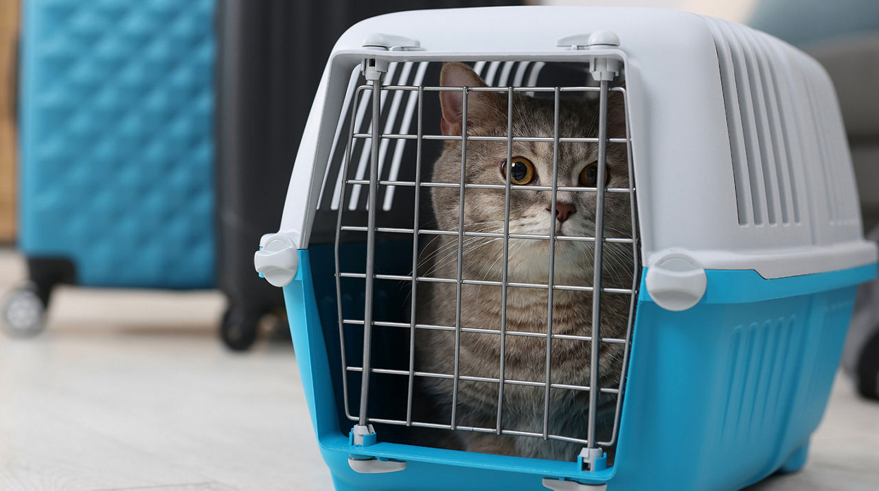 PETS AS CHECKED BAGGAGE (avih)