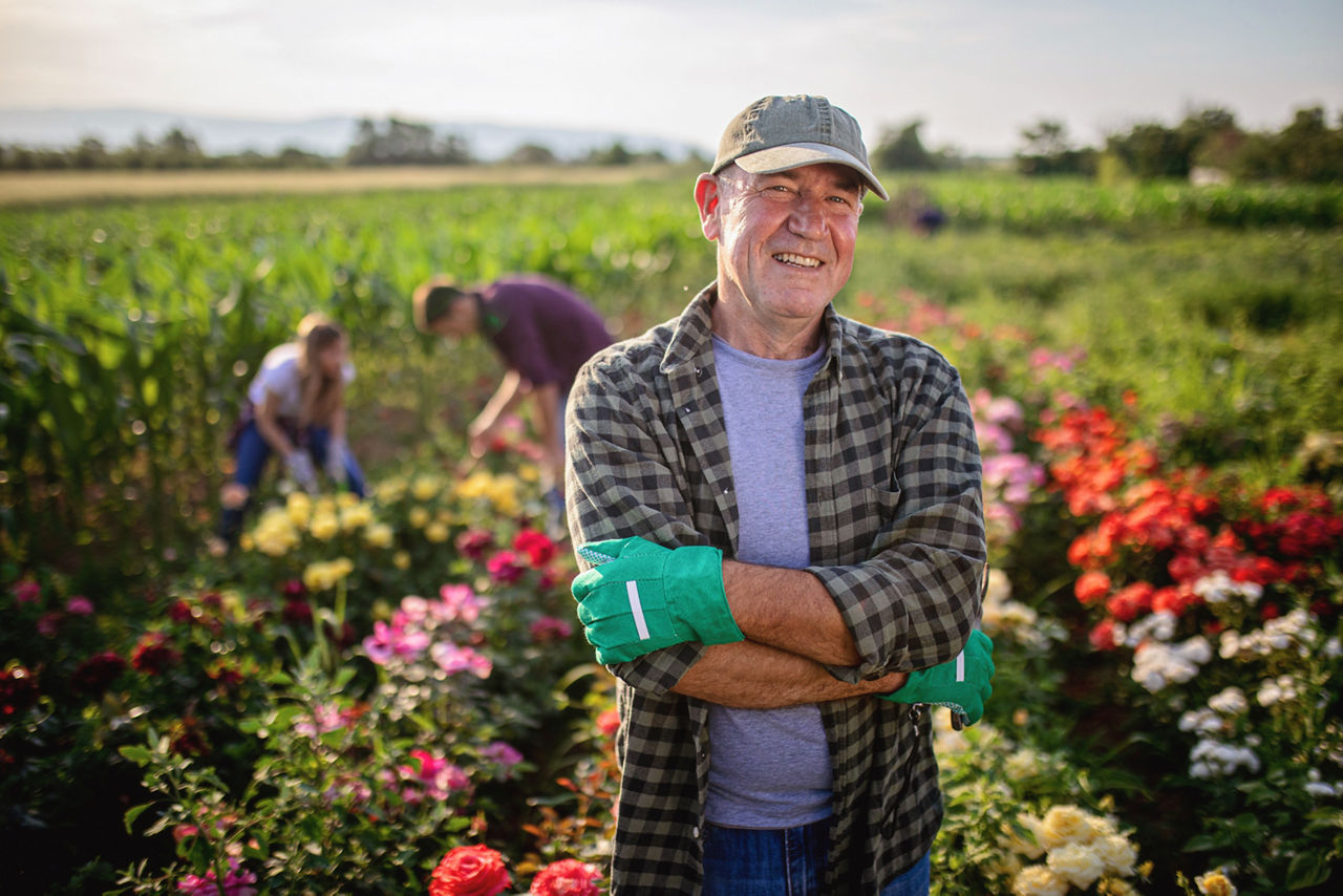 Working family working in a flower business with roses.